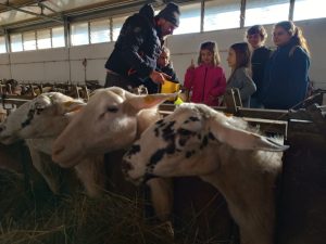 Esperienza Carsolina – cheese making workshop