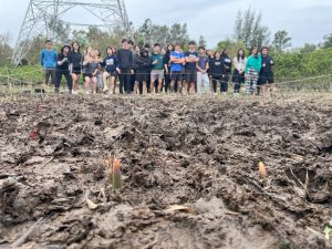Mangrove restoration project