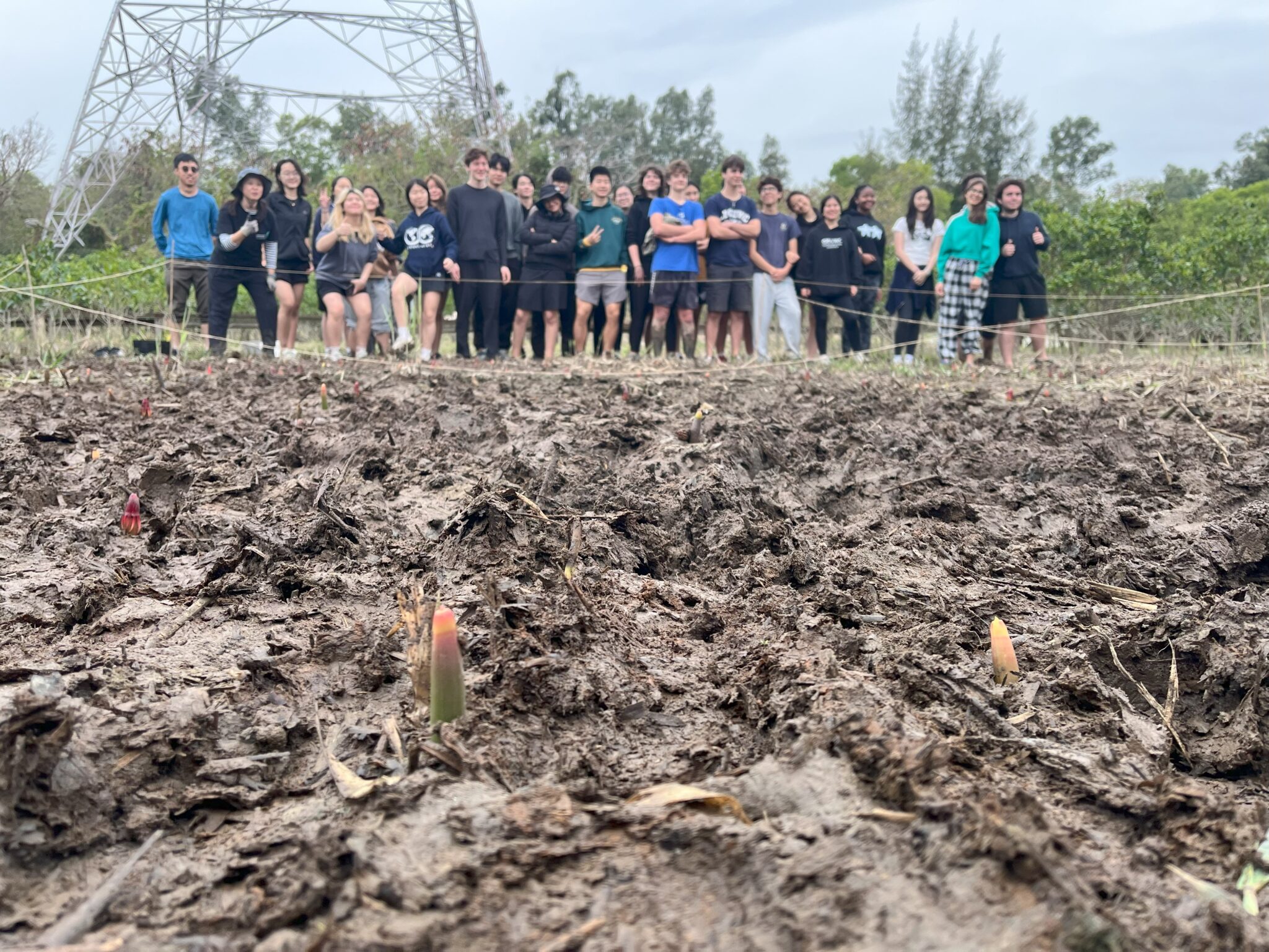 Mangrove restoration project