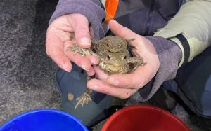 Amphibian rescue at UWC RBC
