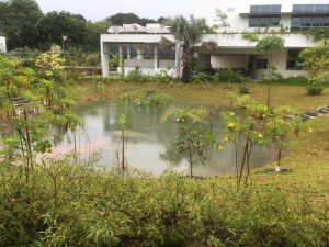 Biodiversity Wetland