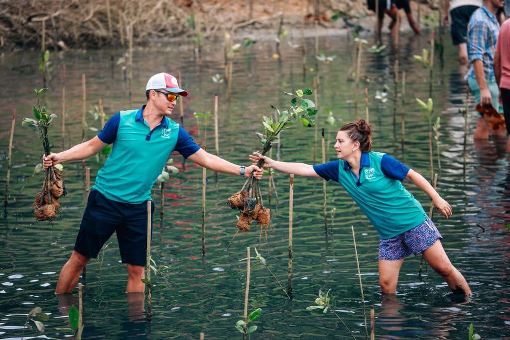Mangrove Reforestation Project