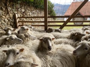 Sheep farming