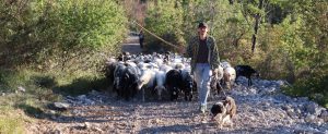 Esperienza Carsolina – an afternoon with a shepherd
