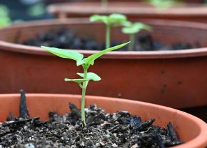 The Heartbeat of Sustainability: The Seed Library at UWCSEA East Campus