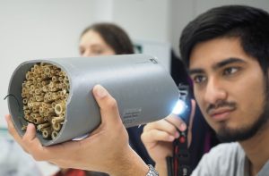 “Wild Bee Scientists” CAS at UWC RBC